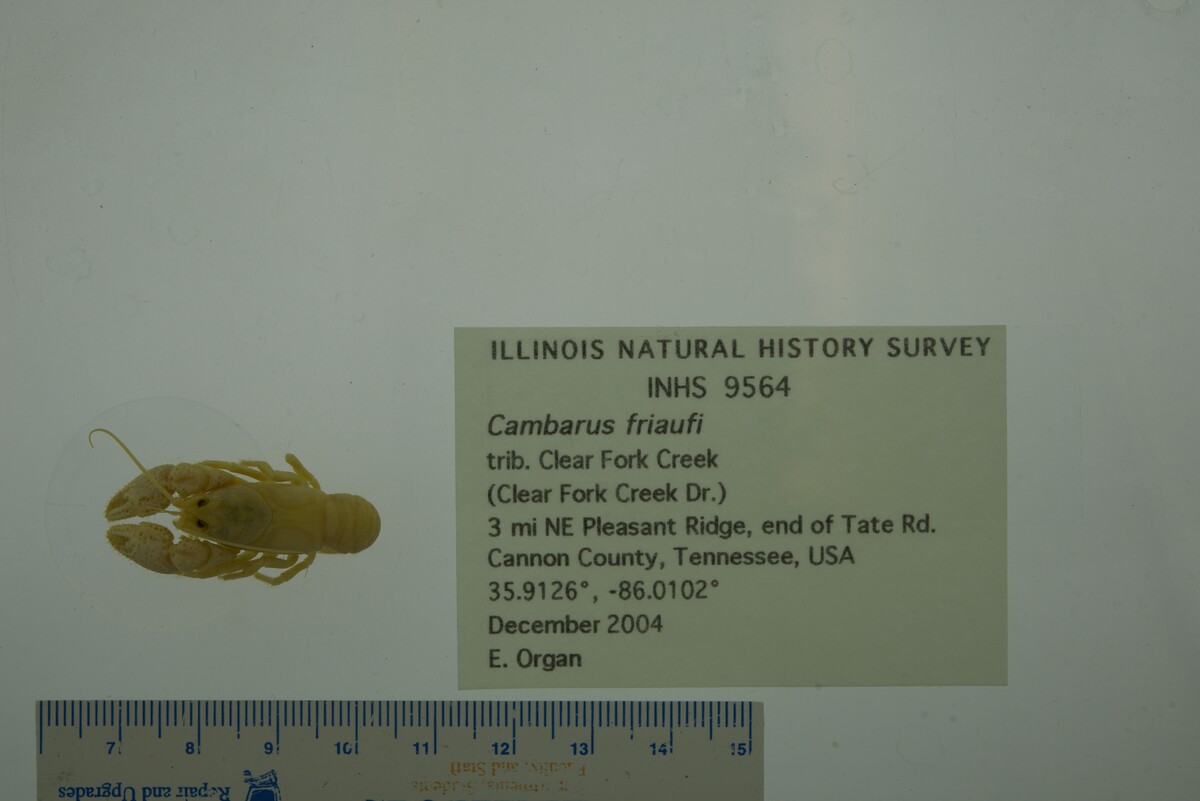 Cambarus friaufi image